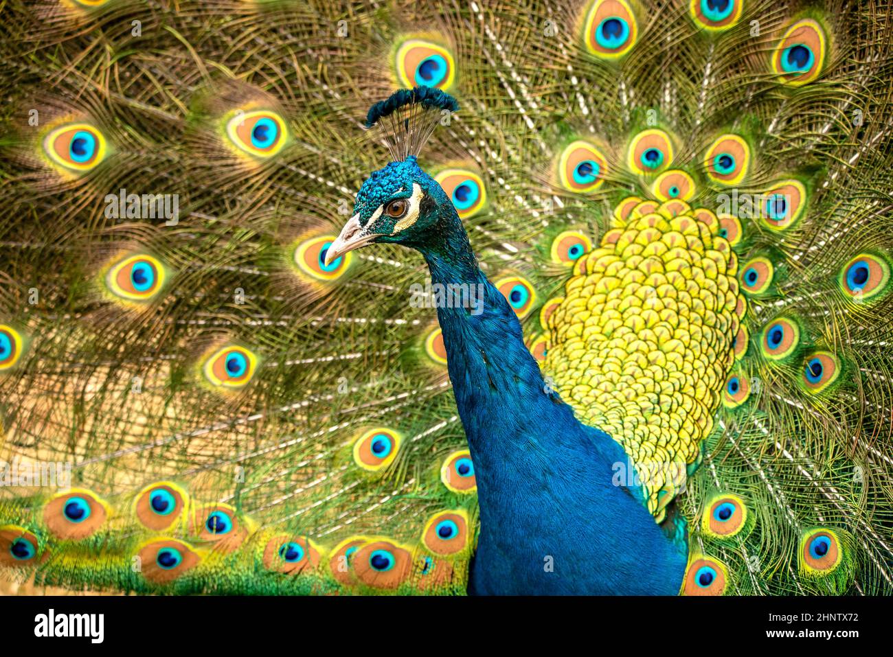 Pfau im Zoo. Stockfoto