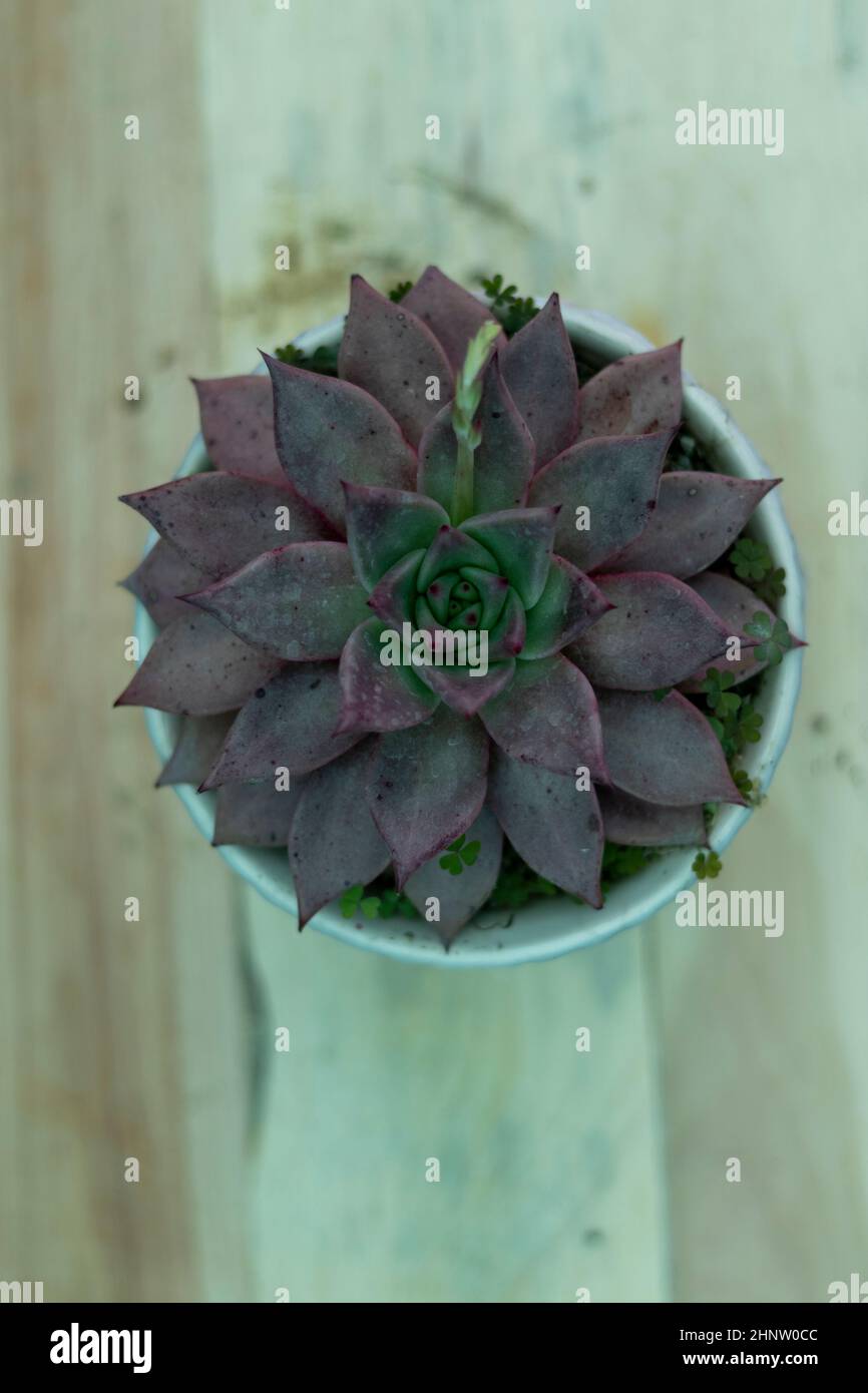 Seltene echeveria Sukulente Ansicht von oben Stockfoto