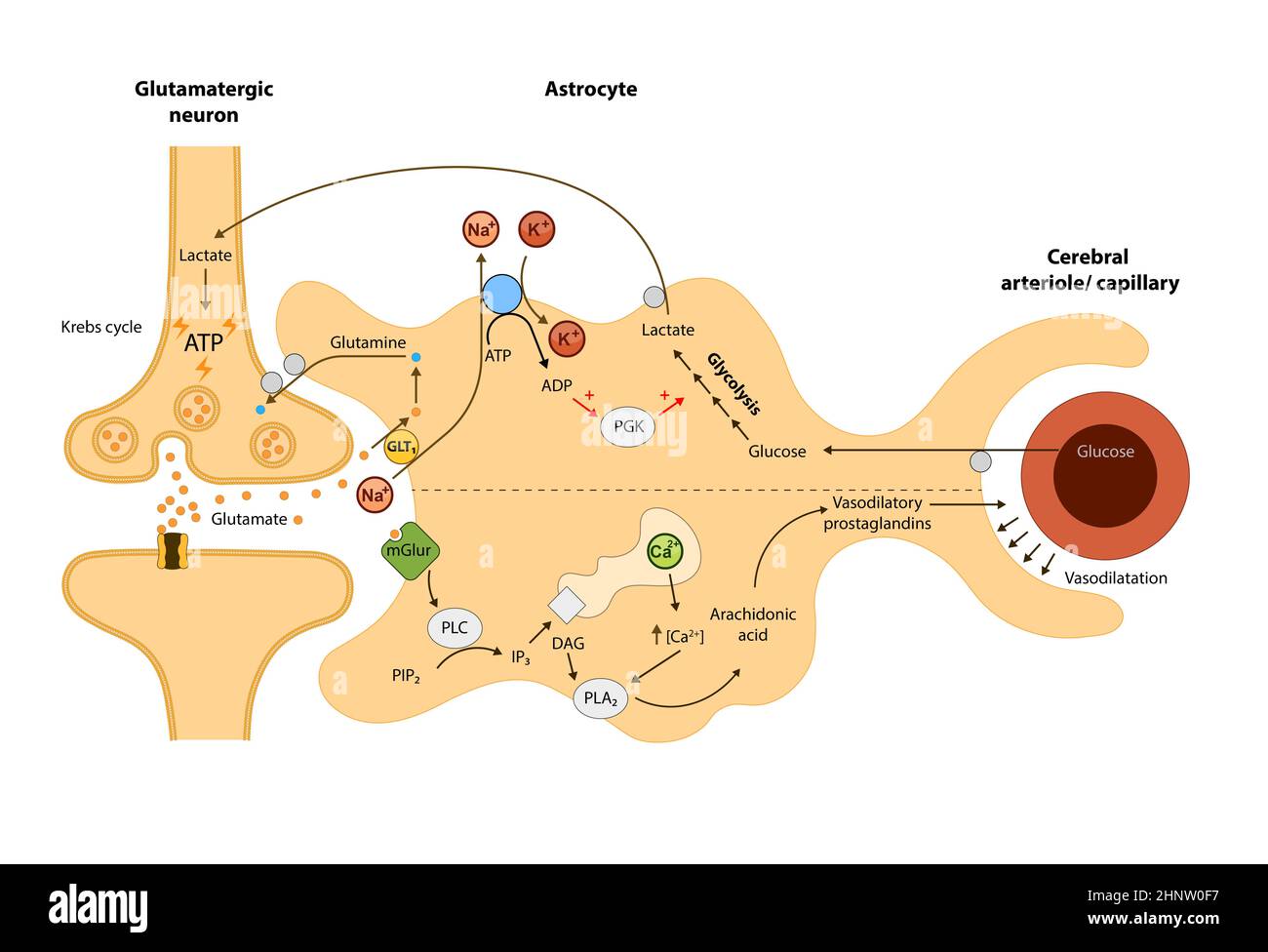 Die Hirnzirkulation, Beziehung der Astrozyten zum Sauerstoff- und Energiestoffwechsel, Neuron, Blutgehirn, 2d-Grafik, Illustration Stockfoto