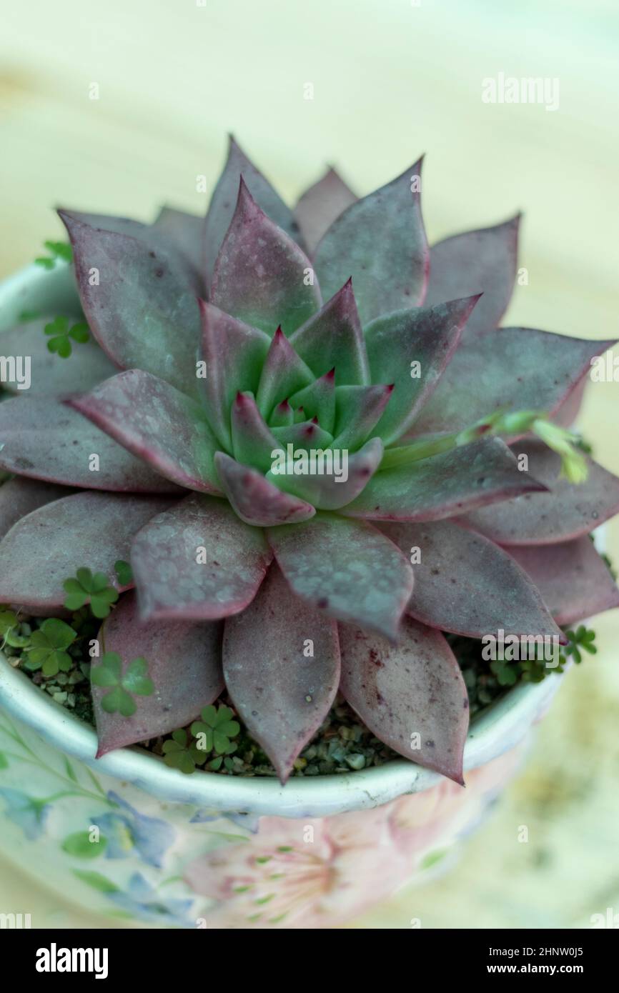 Wunderschöne Echeveria Sukulente Nahaufnahme Stockfoto