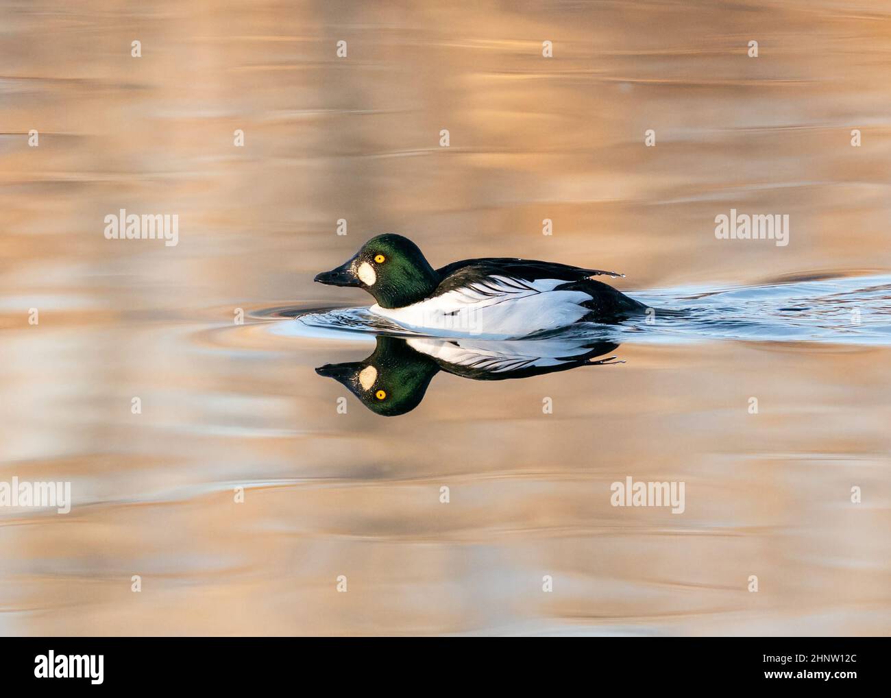 Eine Goldeneye-Ente, die in der Abenddämmerung durch einen ruhigen See schwimmt, mit einer perfekten, natürlichen Reflexion im stillen Wasser. Stockfoto