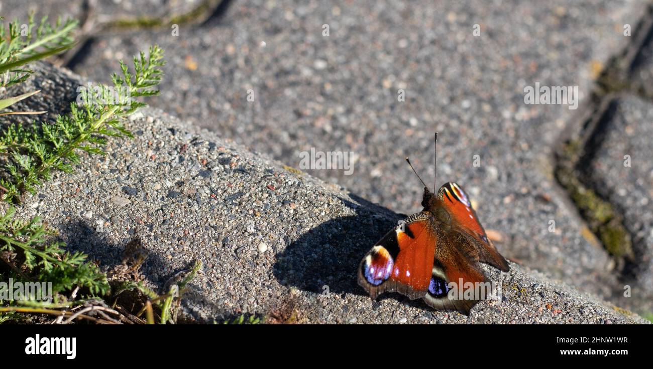 Farbenfrohe Pfau Schmetterling auf dem Beton Hintergrund. Aglais io. Stockfoto