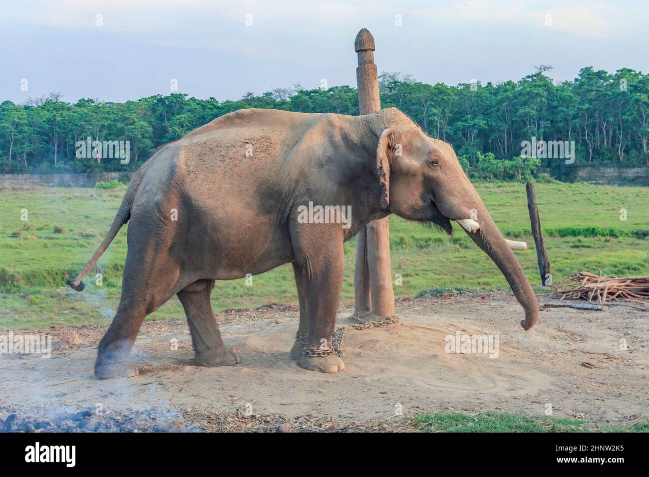 asiatischer Elefant im Zuchtzentrum im chitwan Nationalpark in Nepal Stockfoto