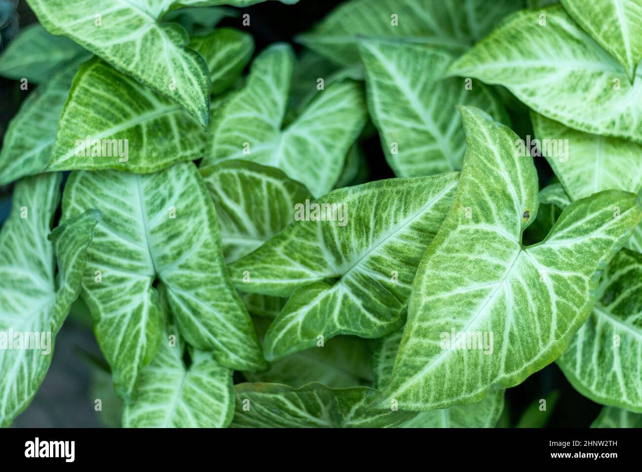 Die Pfeilspitzen-Pflanze hinterlässt einen natürlichen Hintergrund Stockfoto