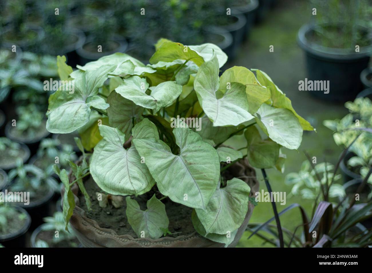 Syngonium hellgrüne Blätter getopft Pflanze Stockfoto