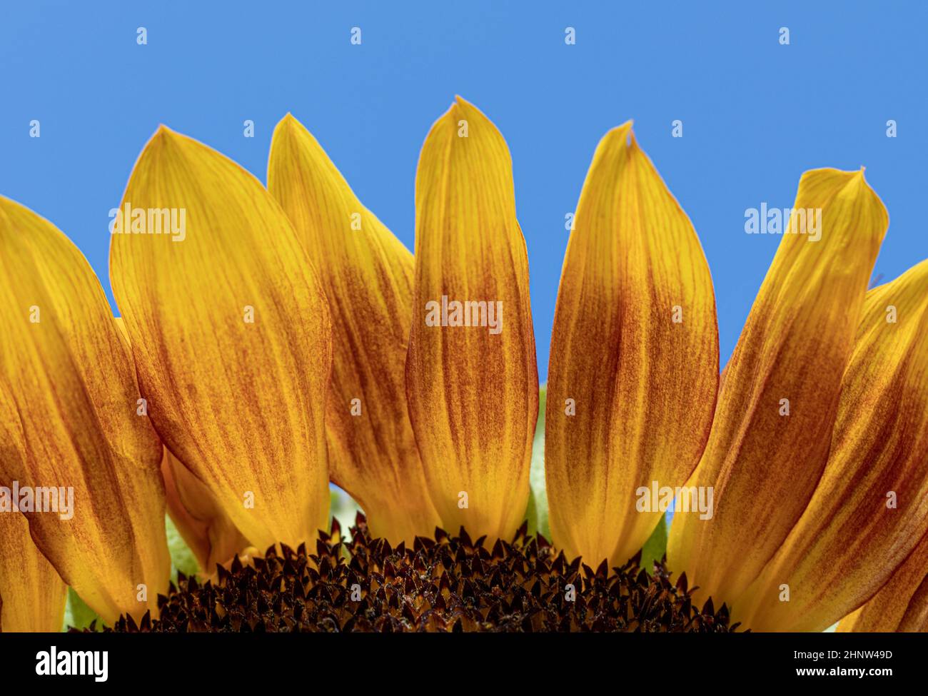 Gelb-rote Sonnenblumenblätter vor blauem Sommerhimmel. Helianthus. Stockfoto