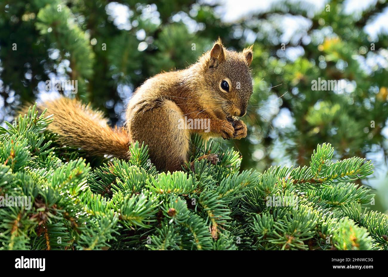 Ein rotes Eichhörnchen 'Tamiasciurus hudsonicus', auf einem Fichtenzweig, das einen schwarzen Käfer in seinem Lebensraum für Wildtiere im ländlichen Alberta, Kanada, frisst Stockfoto