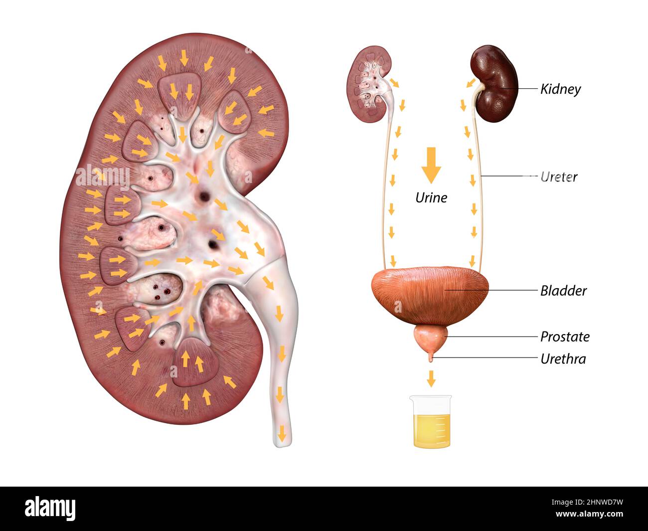 Wissenschaftliche medizinische Illustration des Einschnitts durch die Niere, der Harnableitung aus der Niere und der Blasenanatomie 3d-Rendering, 2d-Grafik Stockfoto