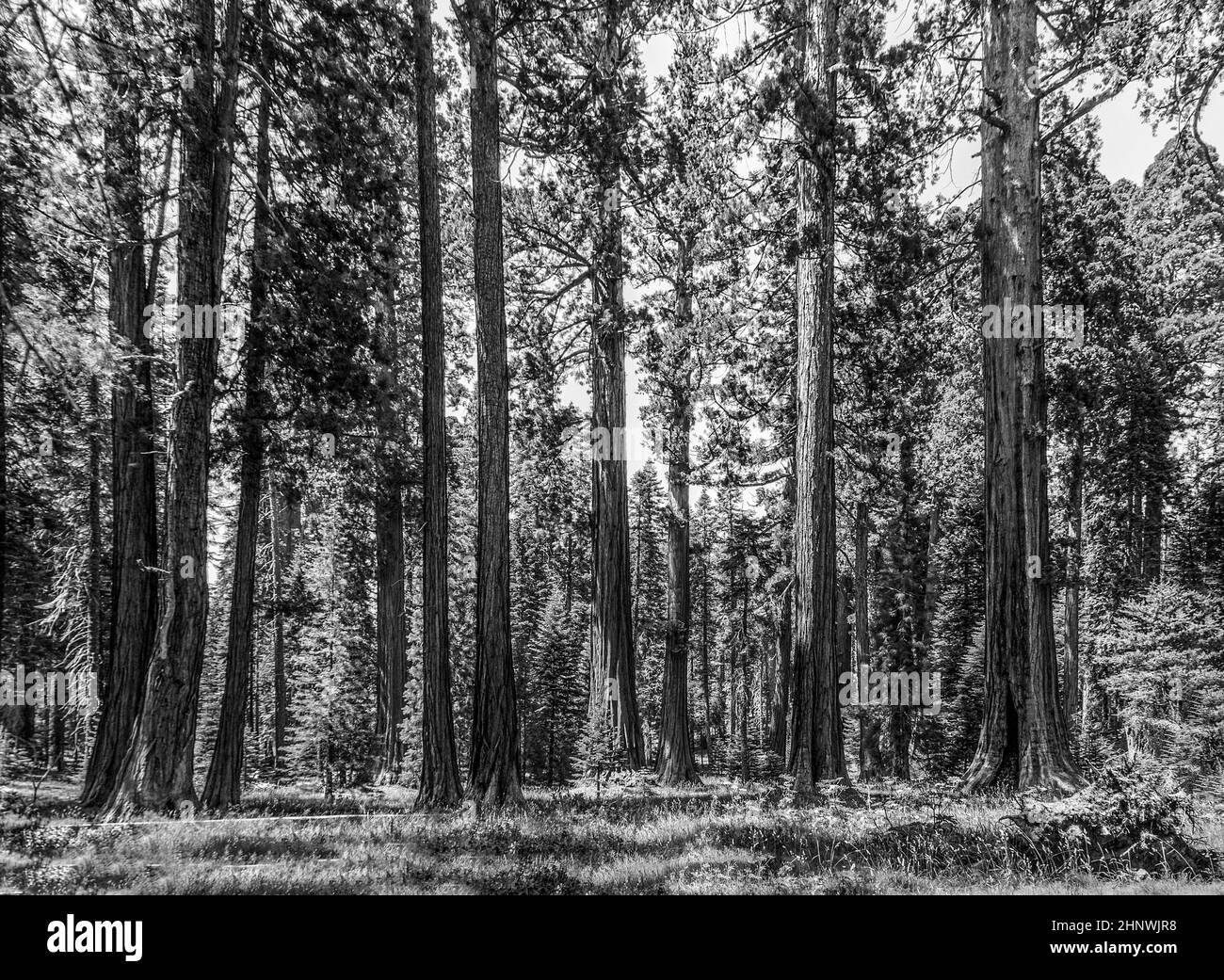 Die berühmten grossen Sequoia Bäume im Sequoia National Park stehen, riesigen Bereich Village Stockfoto