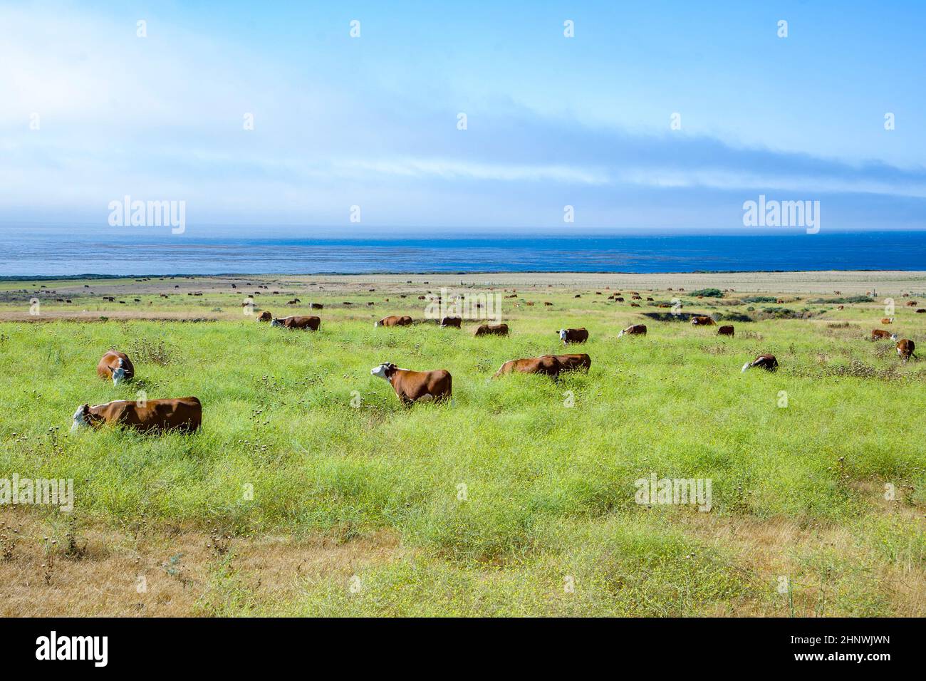 Kühe grasen auf der Wiese mit Meer im Hintergrund Stockfoto