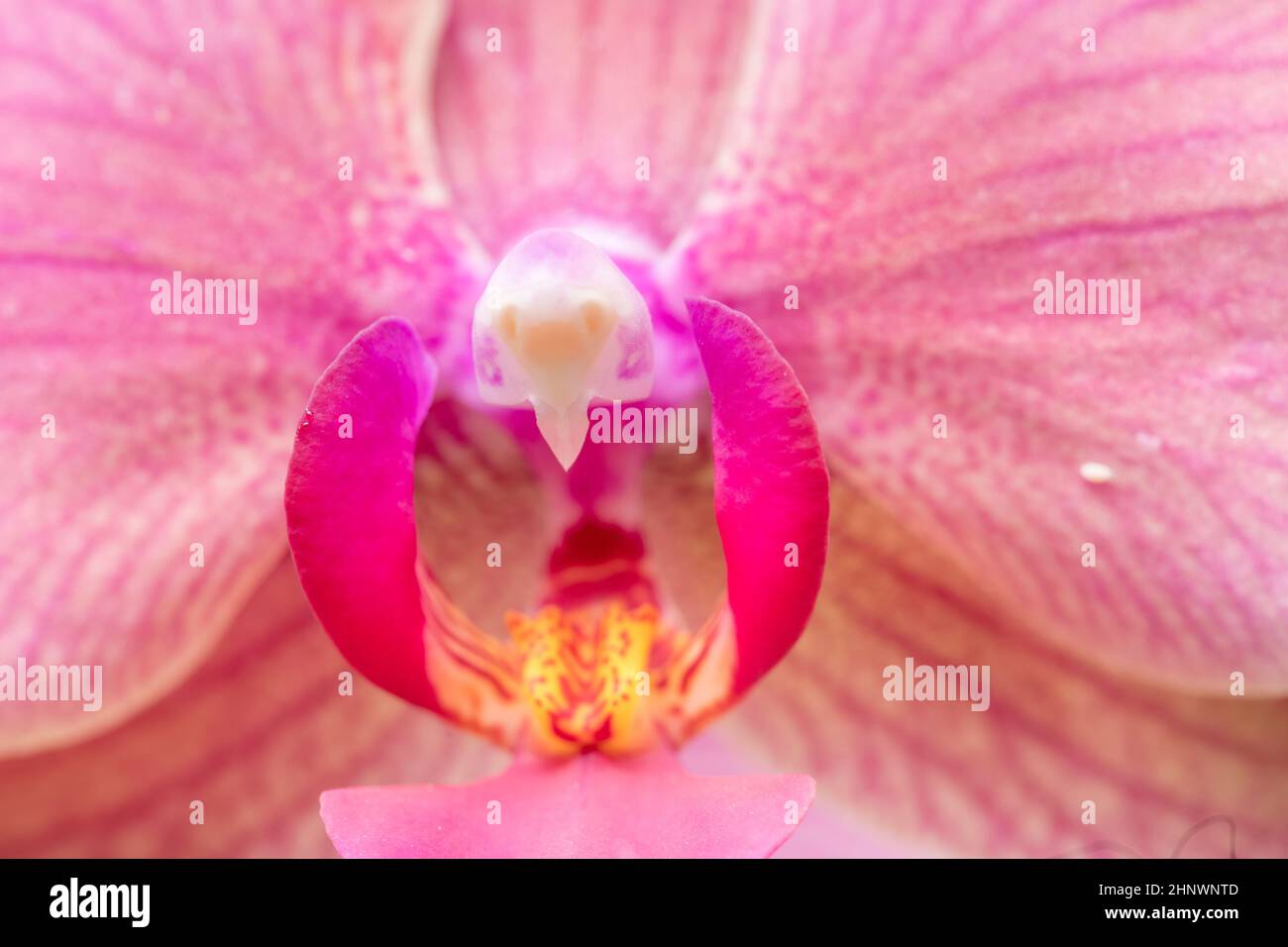 Detail der rosa Orchideenknospe Stockfoto