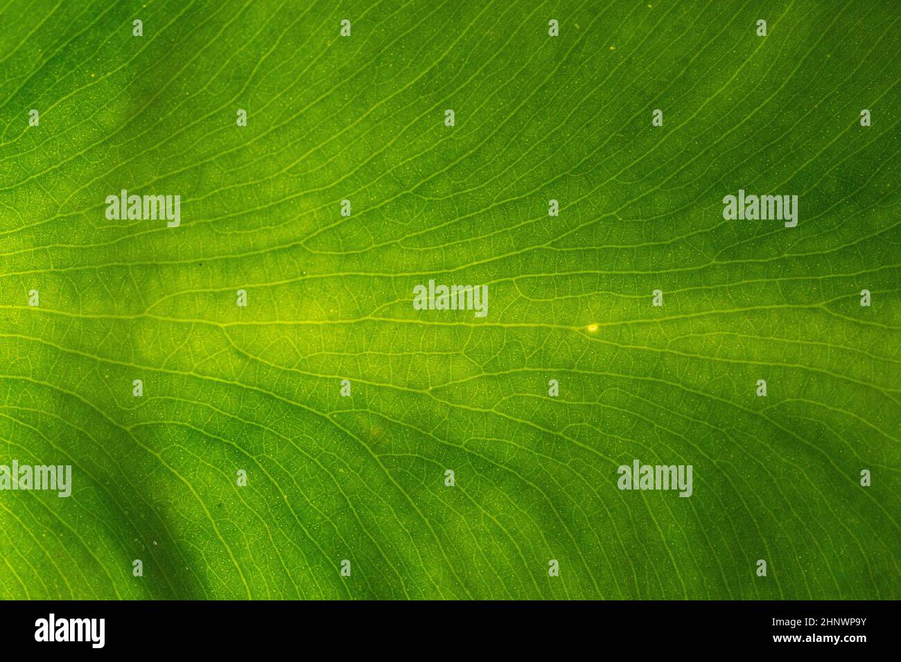 Green Leaf Adern Texturen für Hintergründe und Tapeten. Texturhintergrund. Abstrakter Hintergrund. Makrofotografie. Nahaufnahme Stockfoto