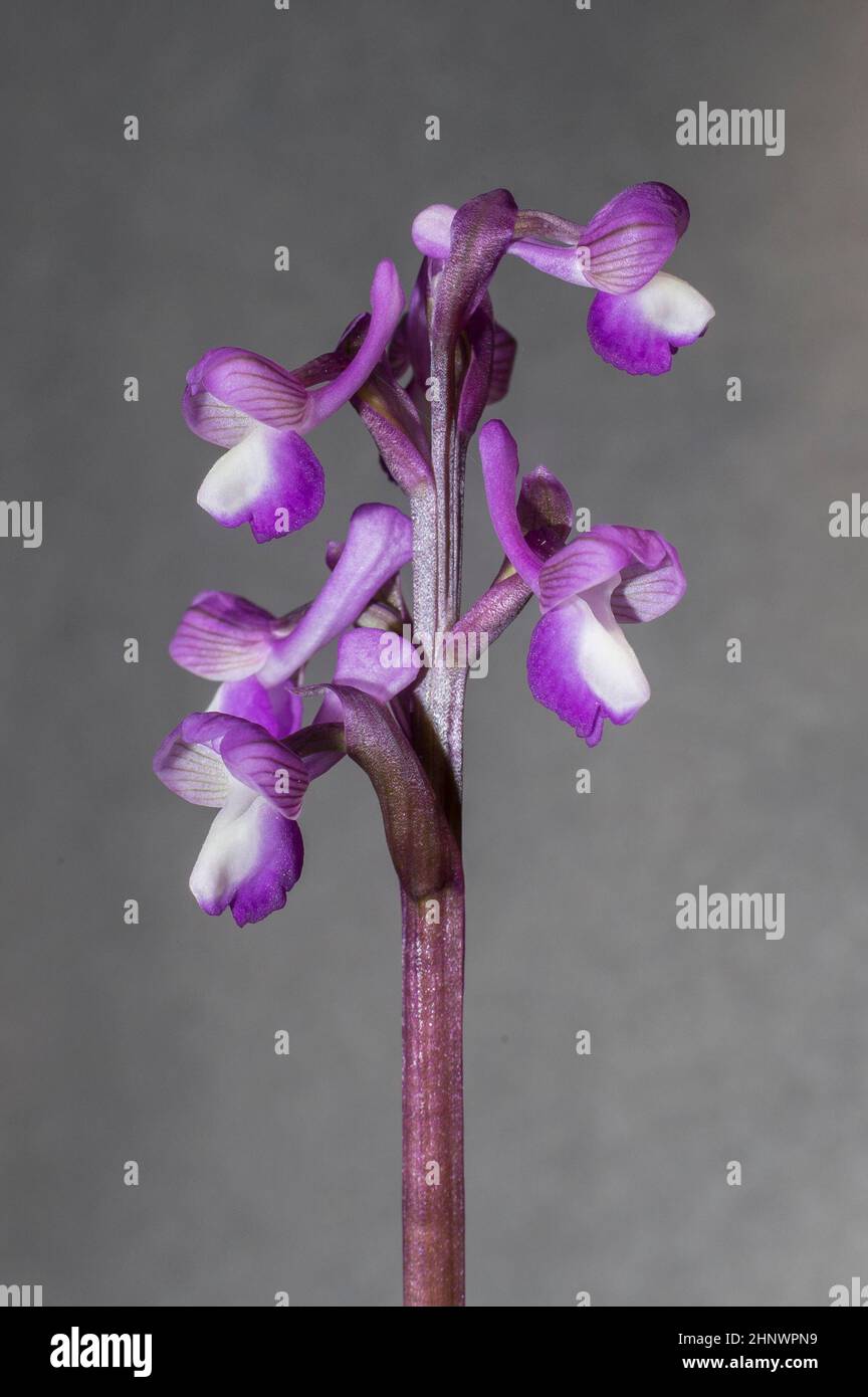Schöne wilde seltene Orchidee Anacamptis morio subsp. Champagneuxii. Valverde de Leganes, Extremadura, Spanien Stockfoto