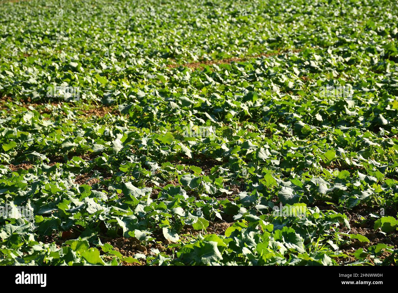 Ölradish, Gründünger, Anbau im Herbst Stockfoto
