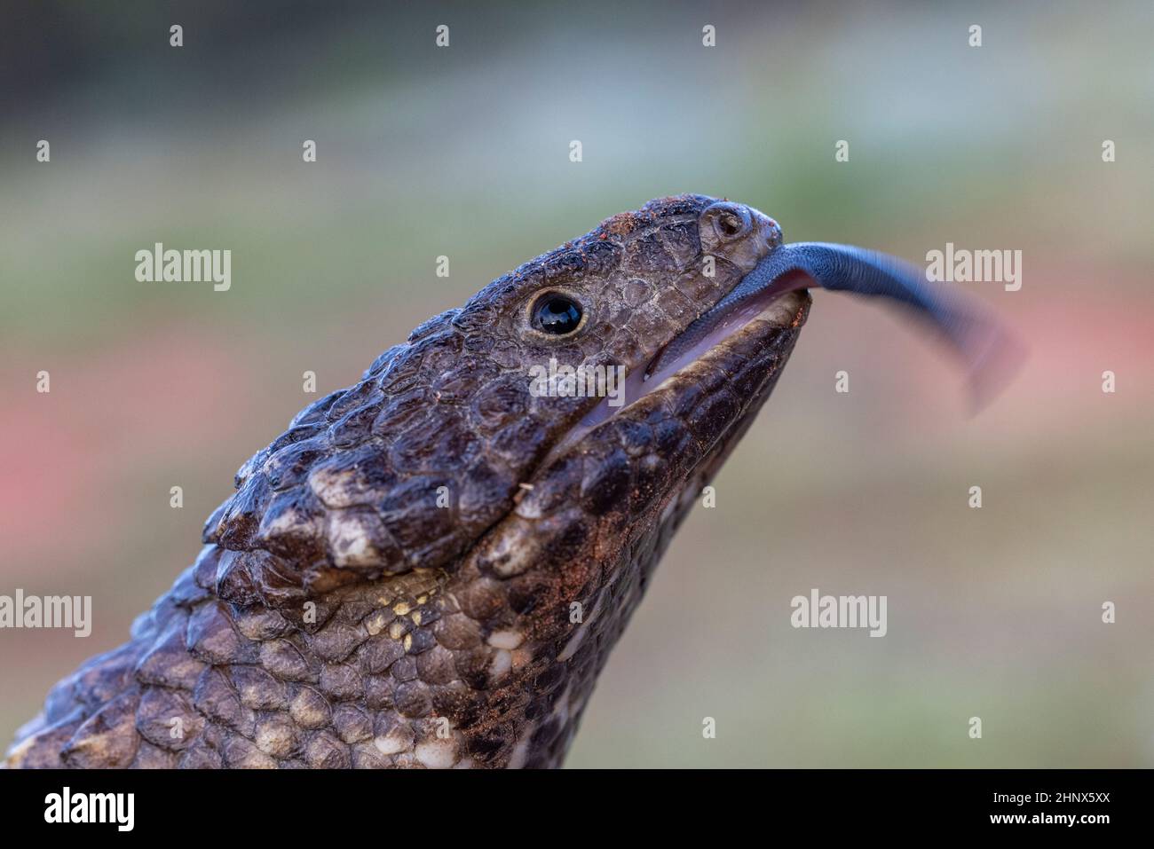 Australische Schindeleidechse mit offenem Mund und blauer Zunge Stockfoto
