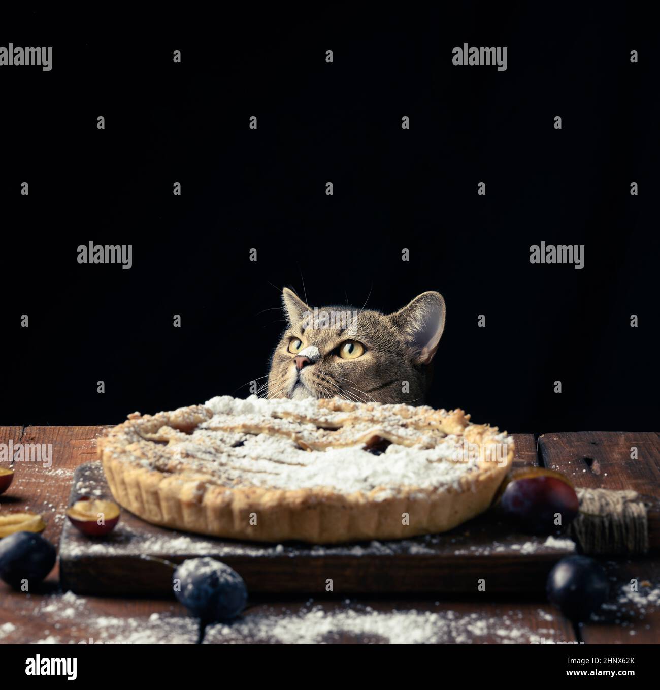 Erwachsene lustige Katze, die unter dem Tisch mit gebackenen Kuchen mit Pflaumen, schwarzem Hintergrund, spässt Stockfoto