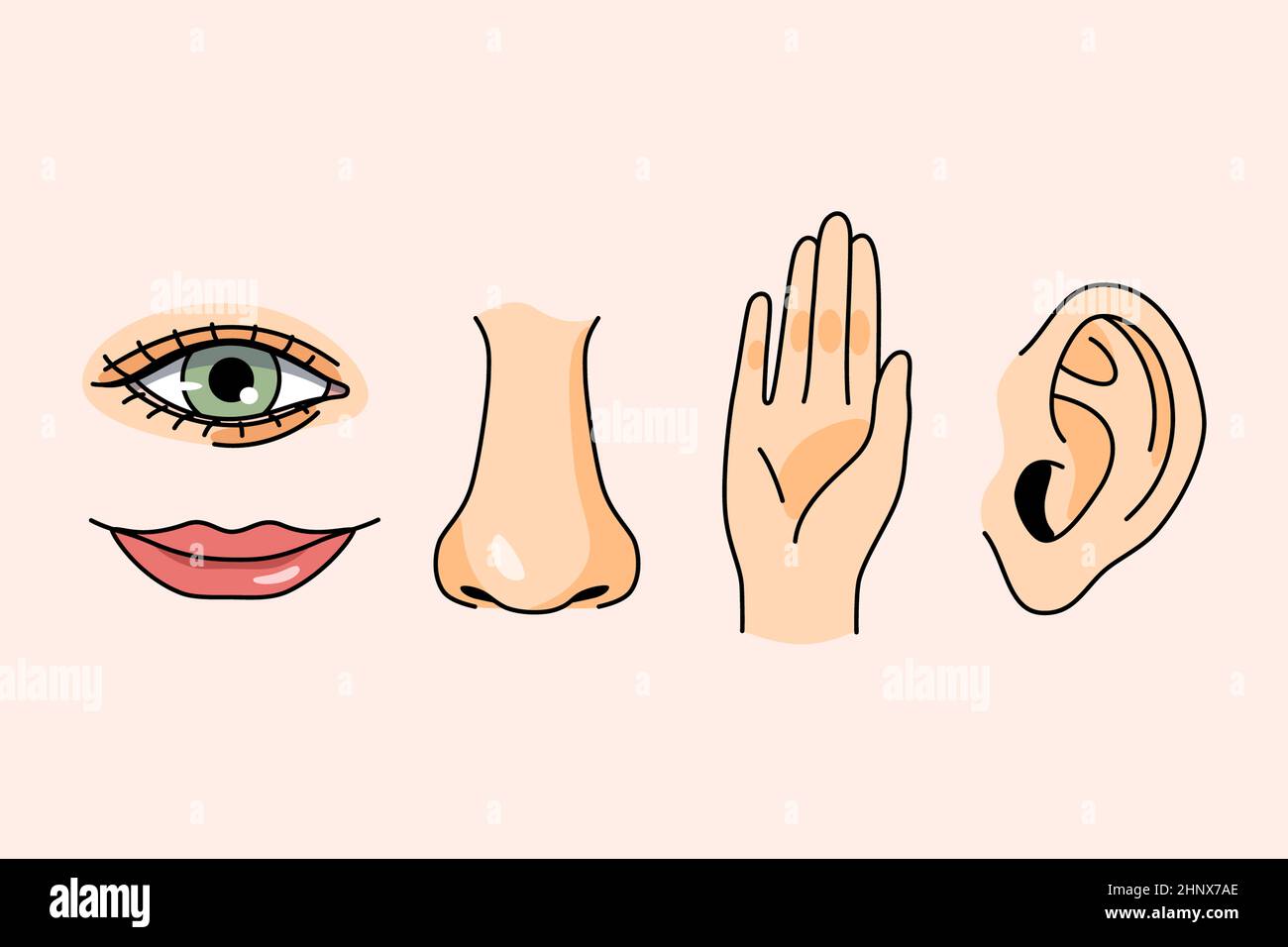 Sinnesorgane für das Gefühl Konzept. Hände Ohren Nase Lippen und Augen für Vision berühren Hörgeschmack und Geruch über rosa Hintergrund Vektor illustrati Stockfoto