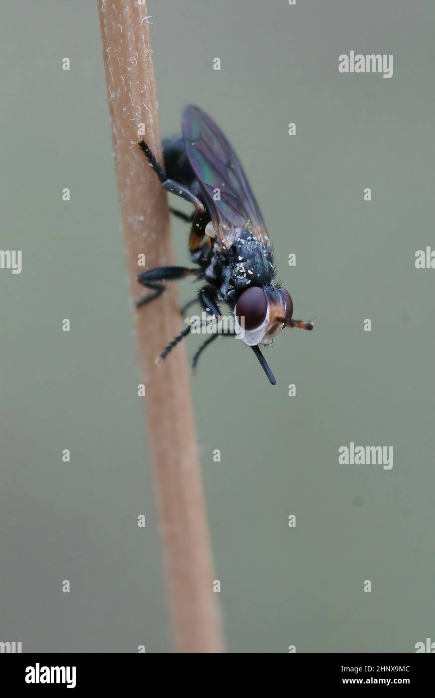 Conopidae arten Fotos und Bildmaterial in hoher Auflösung Alamy