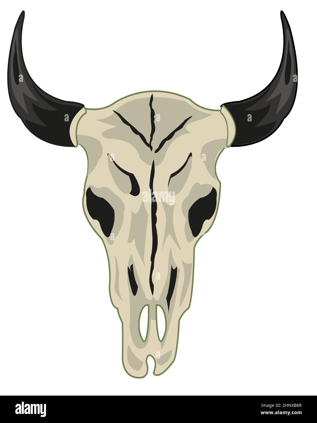 Vektor-Illustration des Schädels Haustiere Kuh Typ frontal Stockfoto