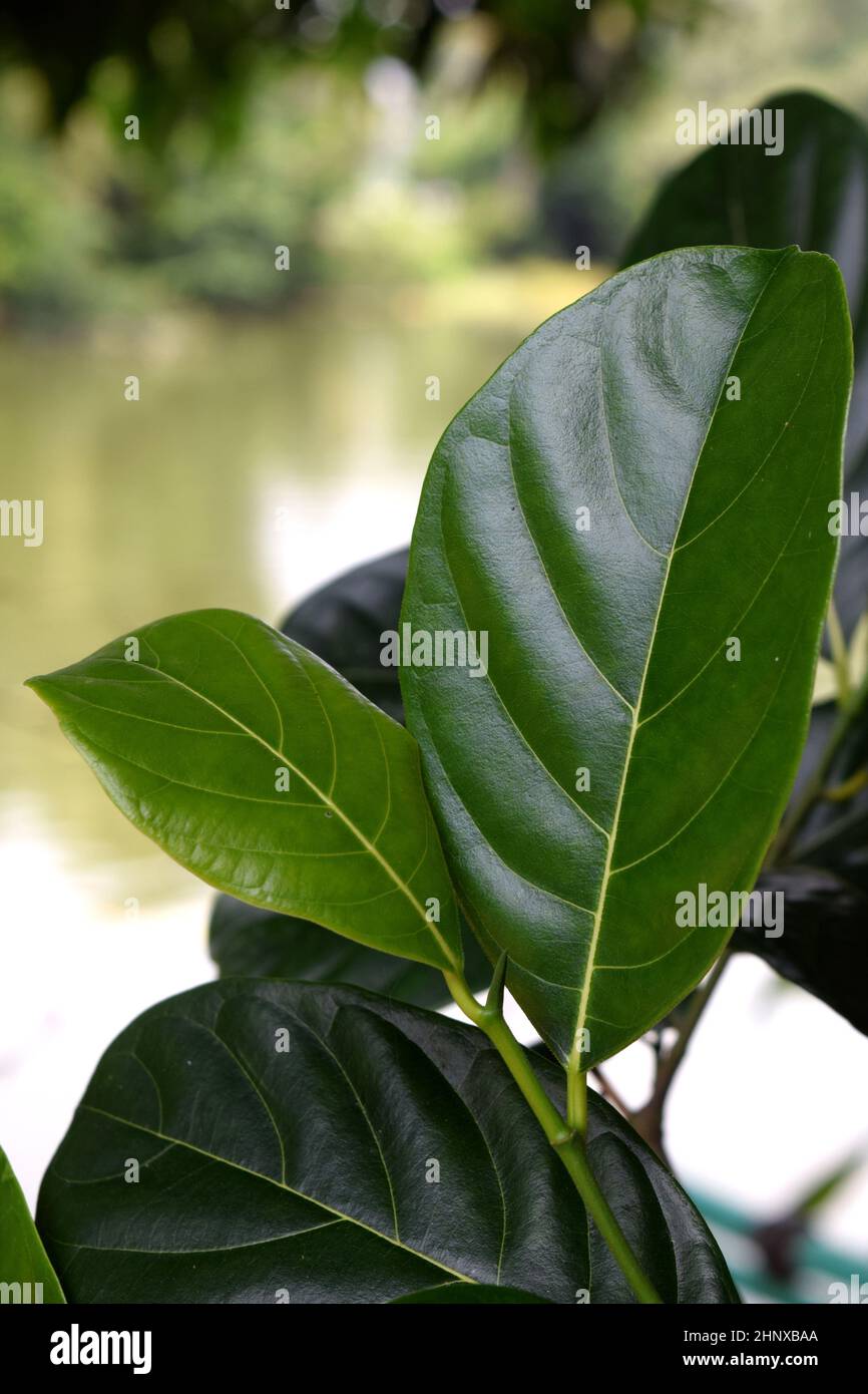 Jackfrucht grün hinterlässt abstrakten Hintergrund in der Natur Stockfoto