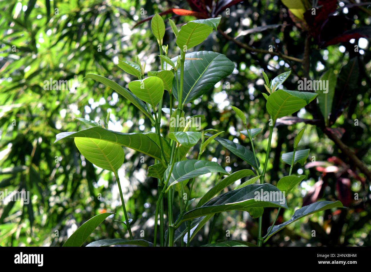 Jackfrucht grün hinterlässt abstrakten Hintergrund in der Natur Stockfoto