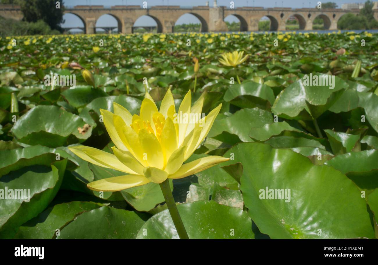 Mexikanische Seerose. Höchst problematische invasive Spezies. Brücken im Hintergrund Stockfoto