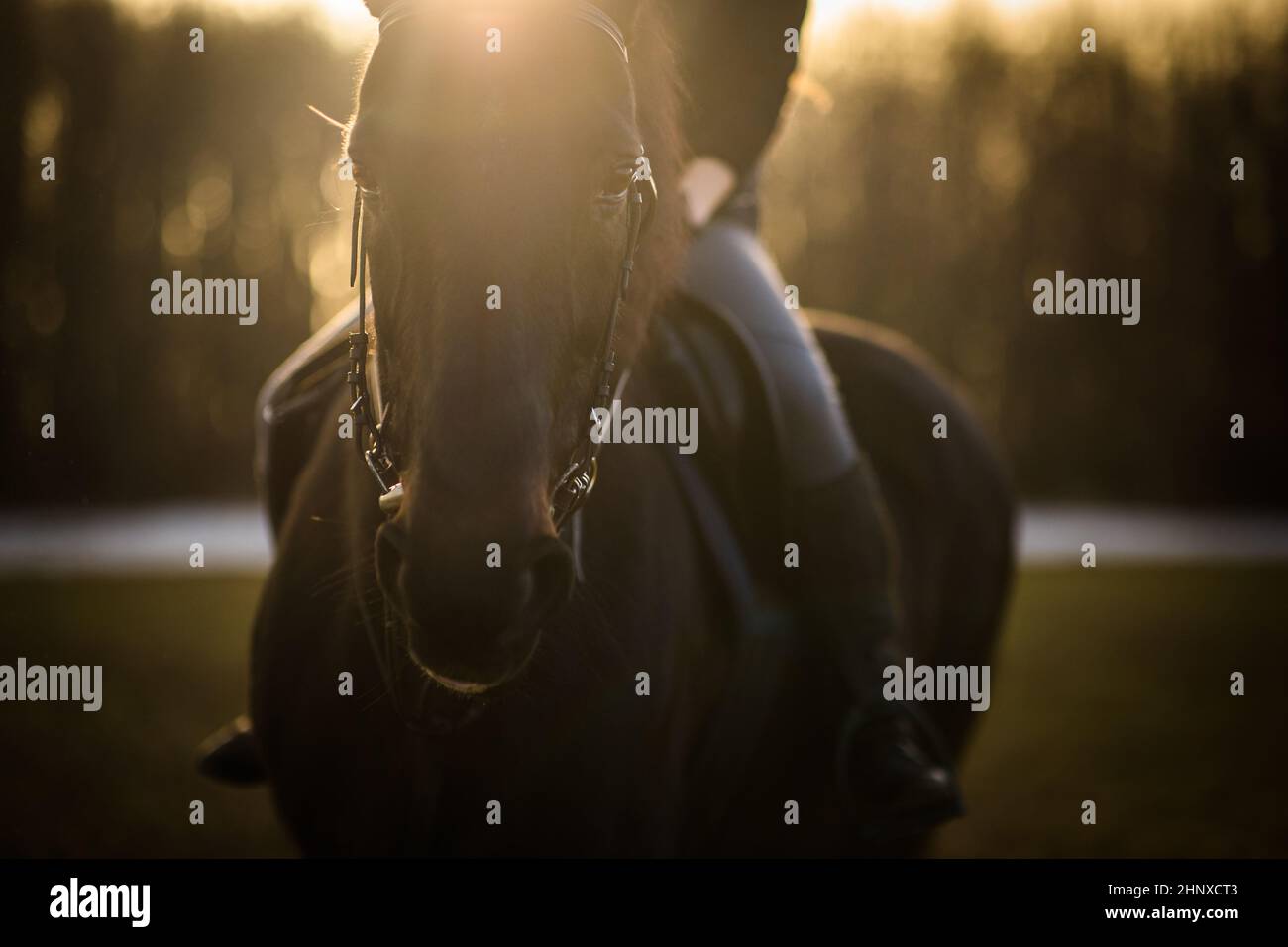 Weibliche Reiterin Reiten im Freien auf ihrem schönen Pferd Stockfoto