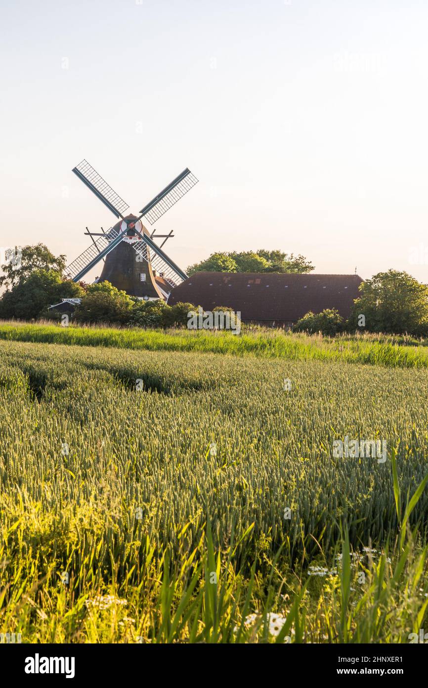 Traditionelle Windmühle in Ostfriesland im Abendlicht, Seriemer Mühle, Niedersachsen, Deutschland Stockfoto