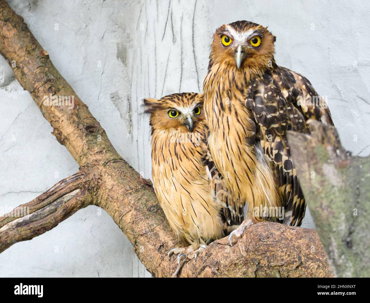 Zwei malaiische Fischeulen sitzen auf einem Ast auf weißem Hintergrund, Kopierraum, Tpavel-Foto Stockfoto