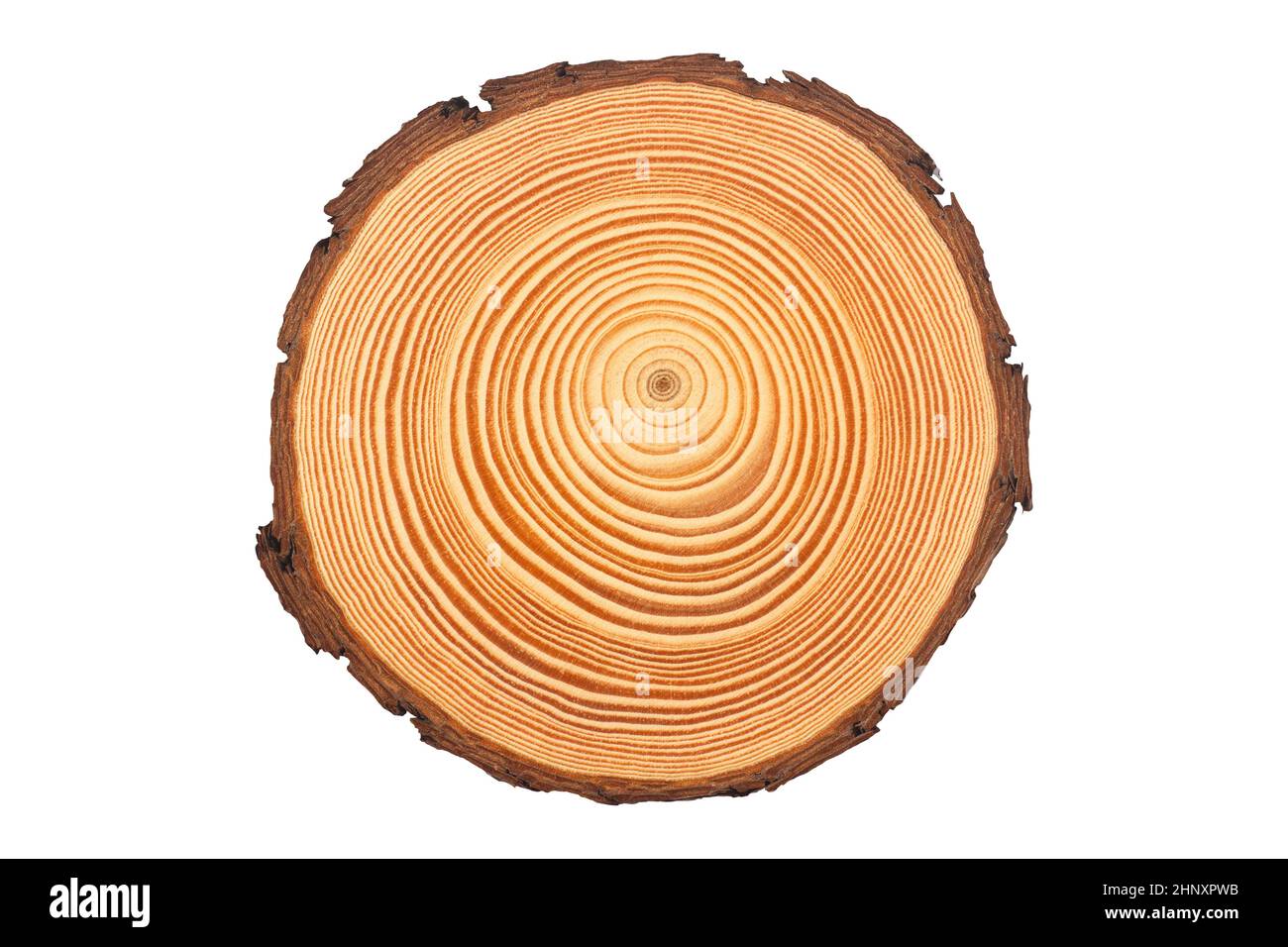 Draufsicht Nahaufnahme von brauner Scheibe frisch geschnittenem Holz mit dichten konzentrischen Wachstumsringen und Rinde an Kanten isoliert auf weißem Hintergrund Stockfoto