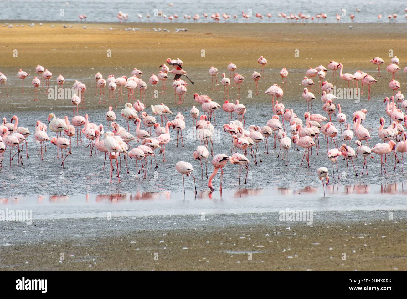 Flamingos in Walvisbay auf der Suche nach Nahrung im Wasser Stockfoto