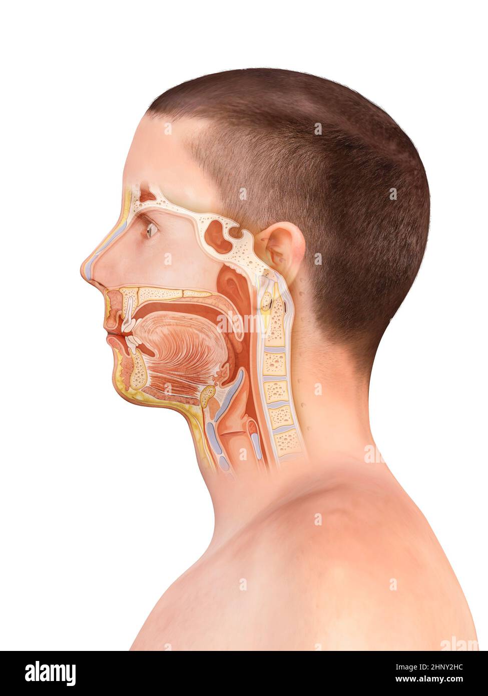 Anatomie der Nase und des Rachen. Menschliche Organstruktur. Tonsillen-Anatomie, Zähne, Polypen, Rhinitis, Halsschmerzen, 3d-Rendering, 2d-Grafik, Illustration Stockfoto