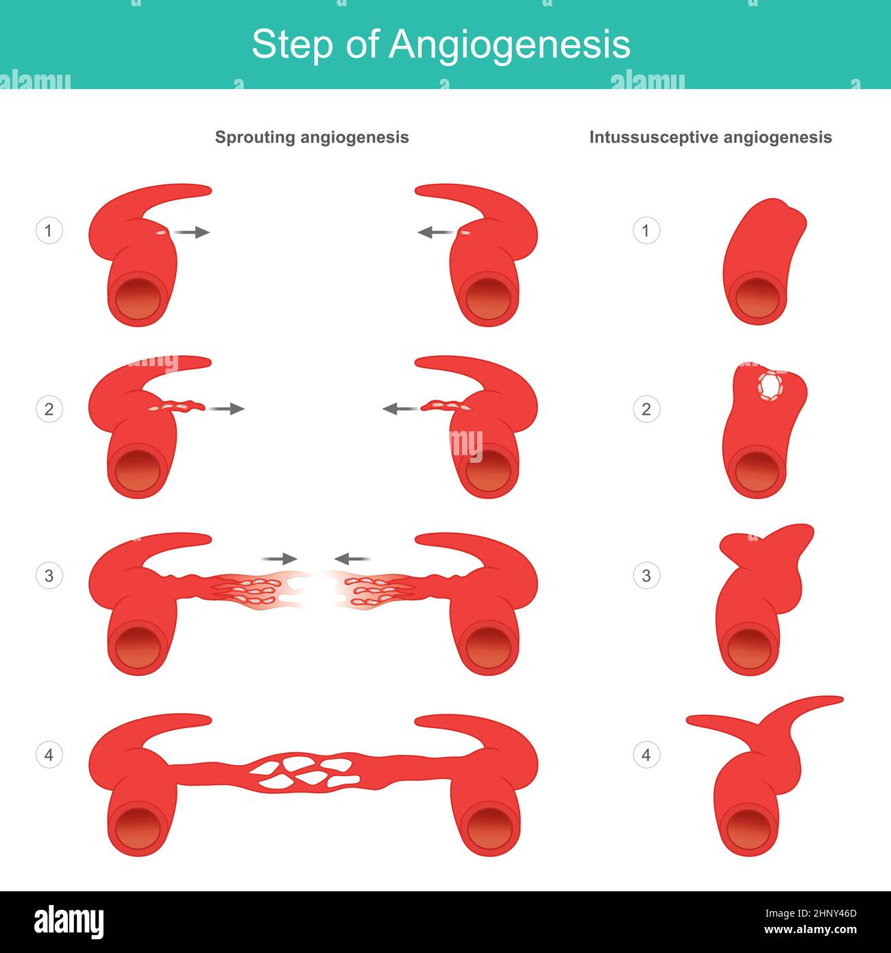 Schritt der Angiogenese. Medizinisches Lernen über den Entstehungsprozess von Arterie und Kapillare im menschlichen Körper. Abbildung. Stock Vektor