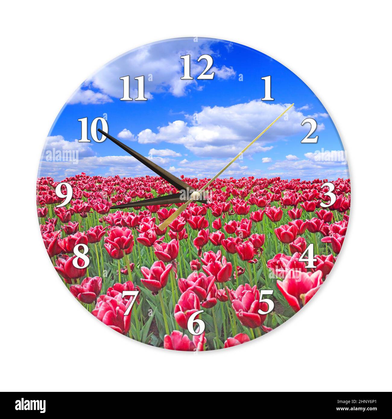 Wanduhr mit roten Tulpen auf Blumenbeet vor blauem Himmel. Wohndesign-Element. Uhr mit runder Wand, isoliert auf weißem Hintergrund. Moderne Runduhr. Hom Stockfoto