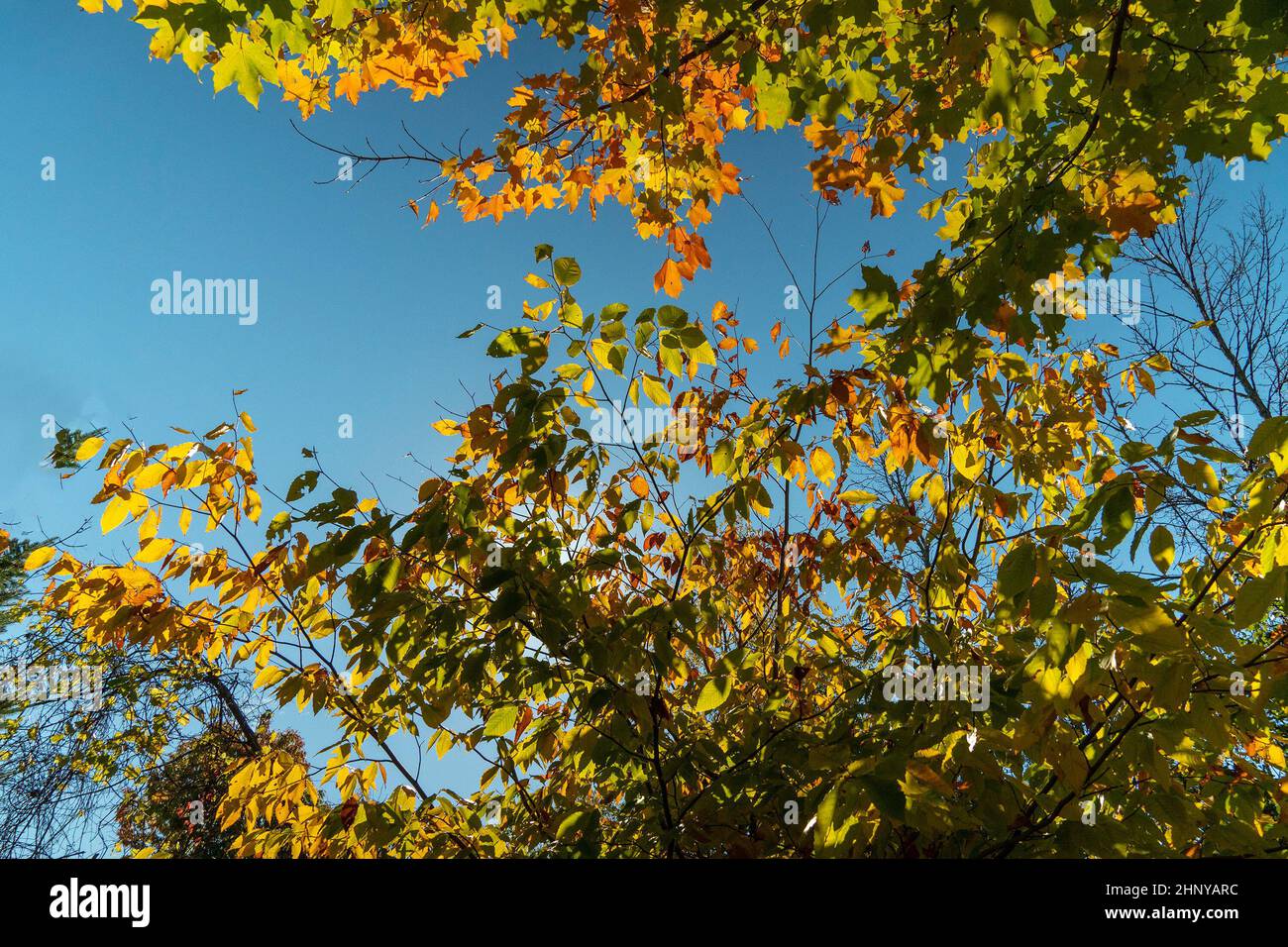Hängende Äste von bunten Herbstbäumen schufen eine natürliche Collage aus Herbstlaub Stockfoto