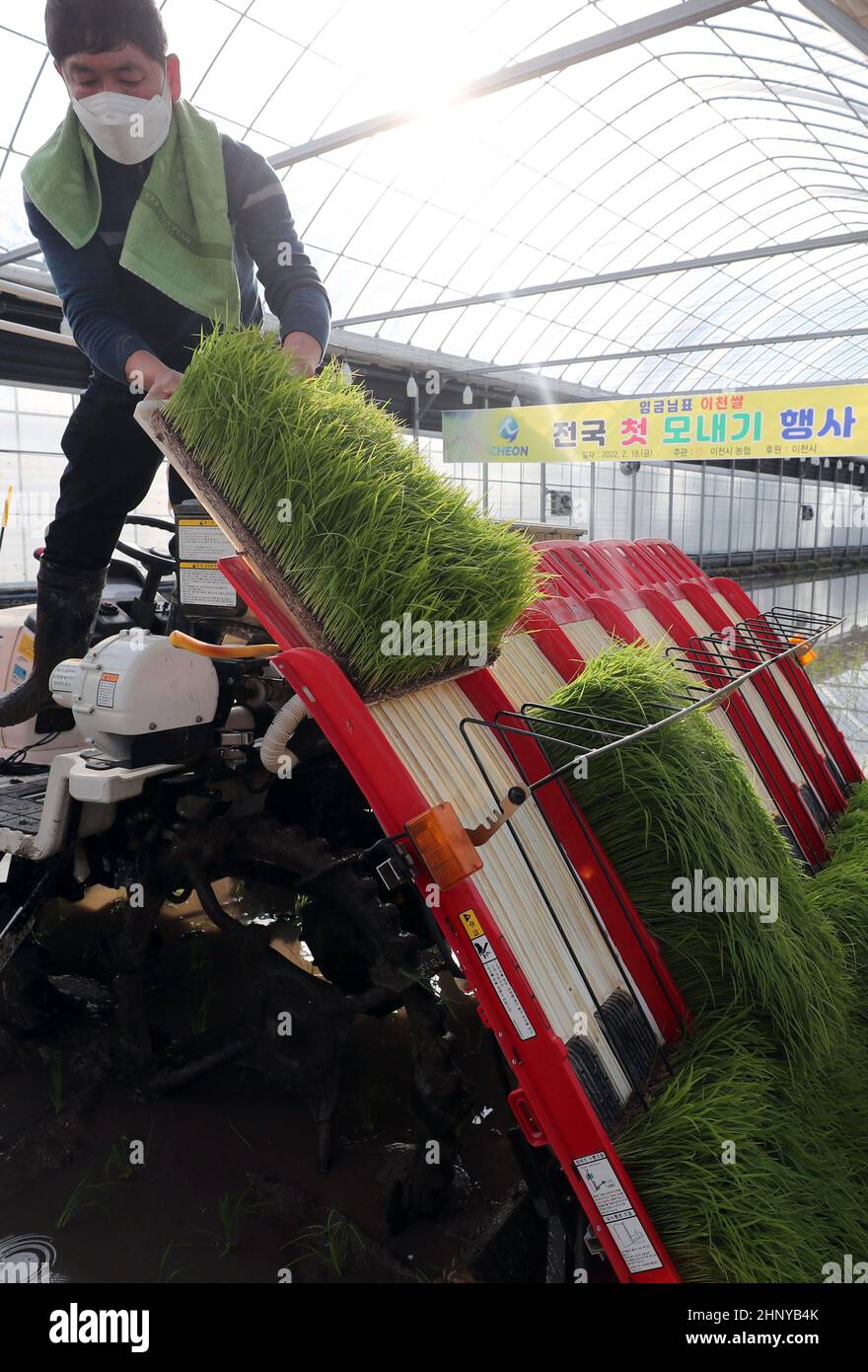 18th. Februar 2022. Reispflanzung Ein Landwirt lädt Reissämlinge auf eine Maschine, um sie am 18. Februar 2022 in einem Gewächshaus in der Stadt Icheon, 80 Kilometer südlich von Seoul, zu Pflanzen, während einer Veranstaltung zur ersten Reispflanzung des Jahres in Südkorea. Icheon ist zusammen mit der nahe gelegenen Stadt Yeoju für seinen hochwertigen Reis bekannt. Kredit: Yonhap/Newcom/Alamy Live Nachrichten Stockfoto