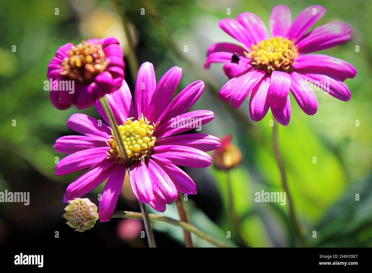 Makro von rosa und gelben Blüten auf einem Schwanenfluss Gänseblümchen. Stockfoto