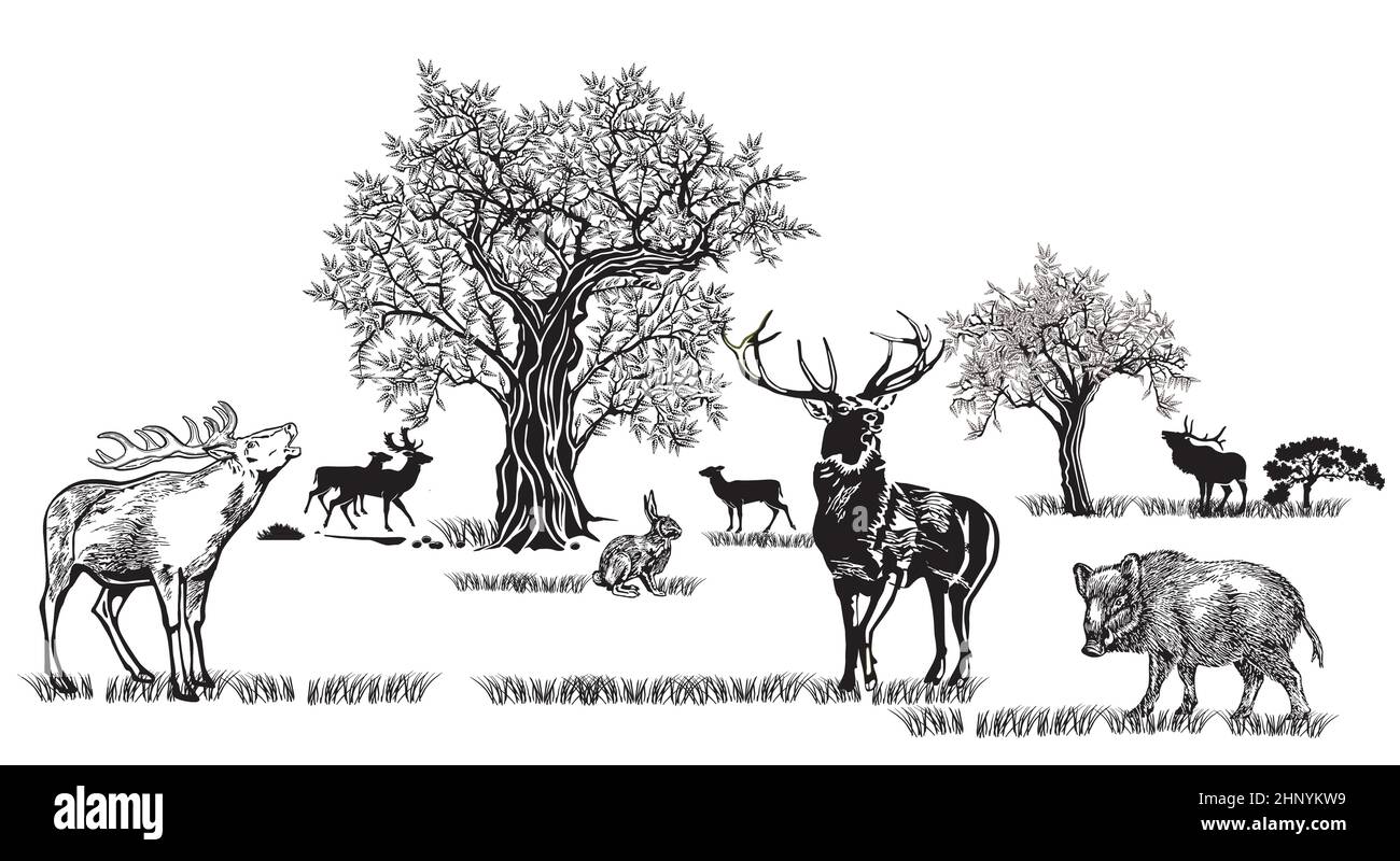 Hirsche und andere wilde Tiere in der Natur, Illustration isoliert auf weißem Hintergrund Stock Vektor