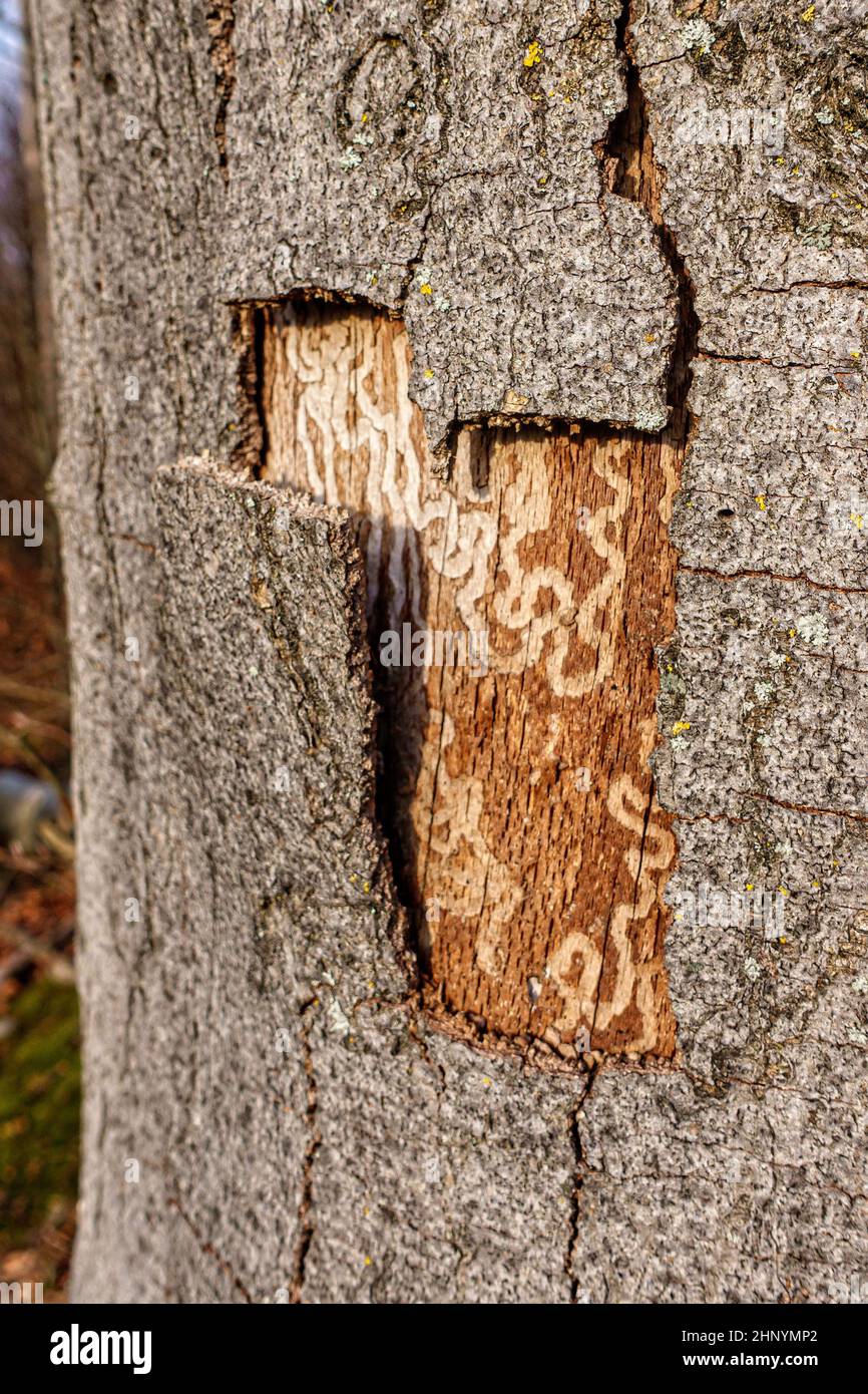 Die Rinde kommt von einem alten Baum und darunter sieht man die Kanäle einer Raupe, die wie eine Schatzkarte aussehen. Stockfoto