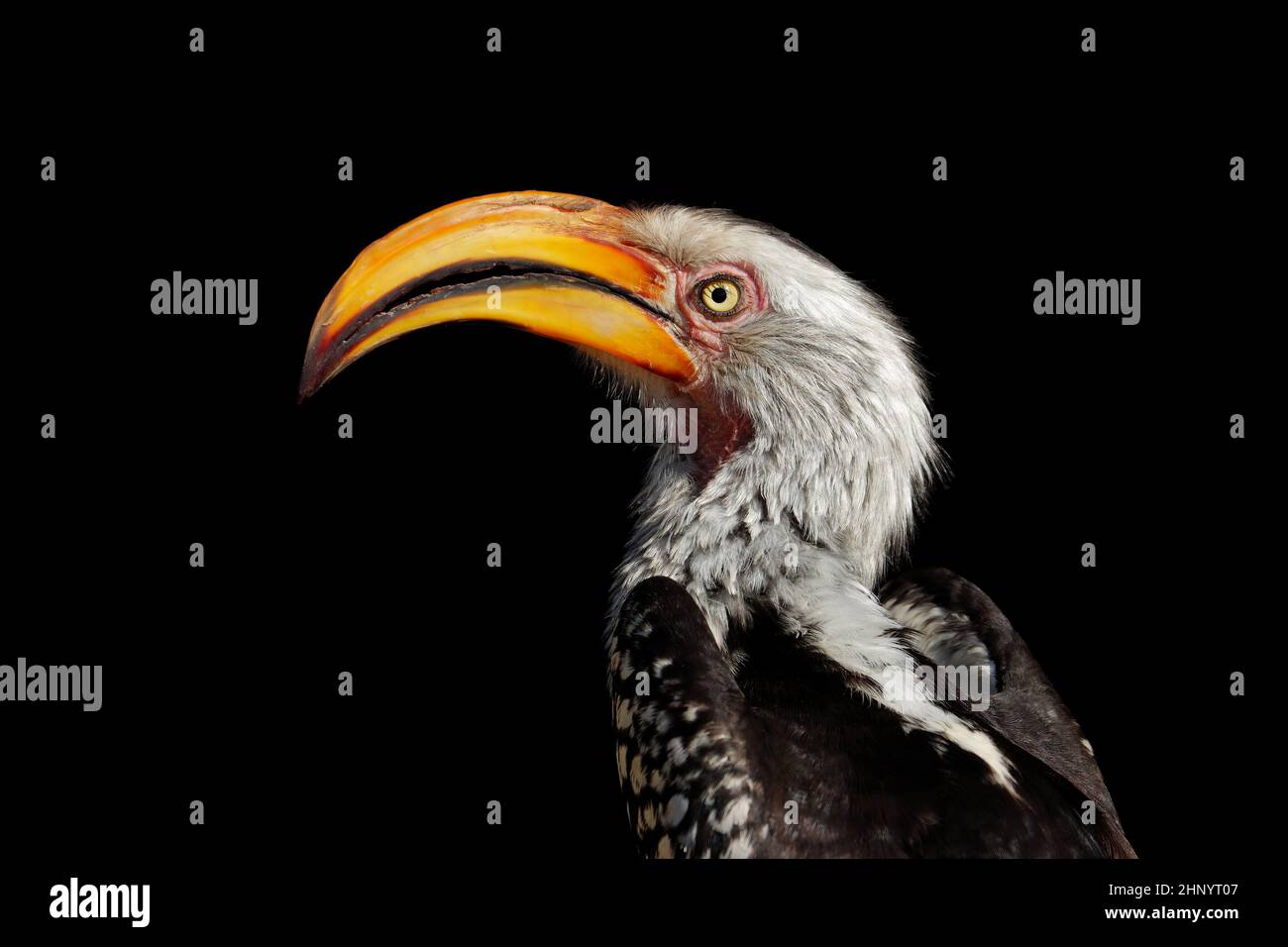 Porträt eines Gelbschnabelhornbills (Tockus flavirostris) isoliert auf schwarzem, Südafrika Stockfoto