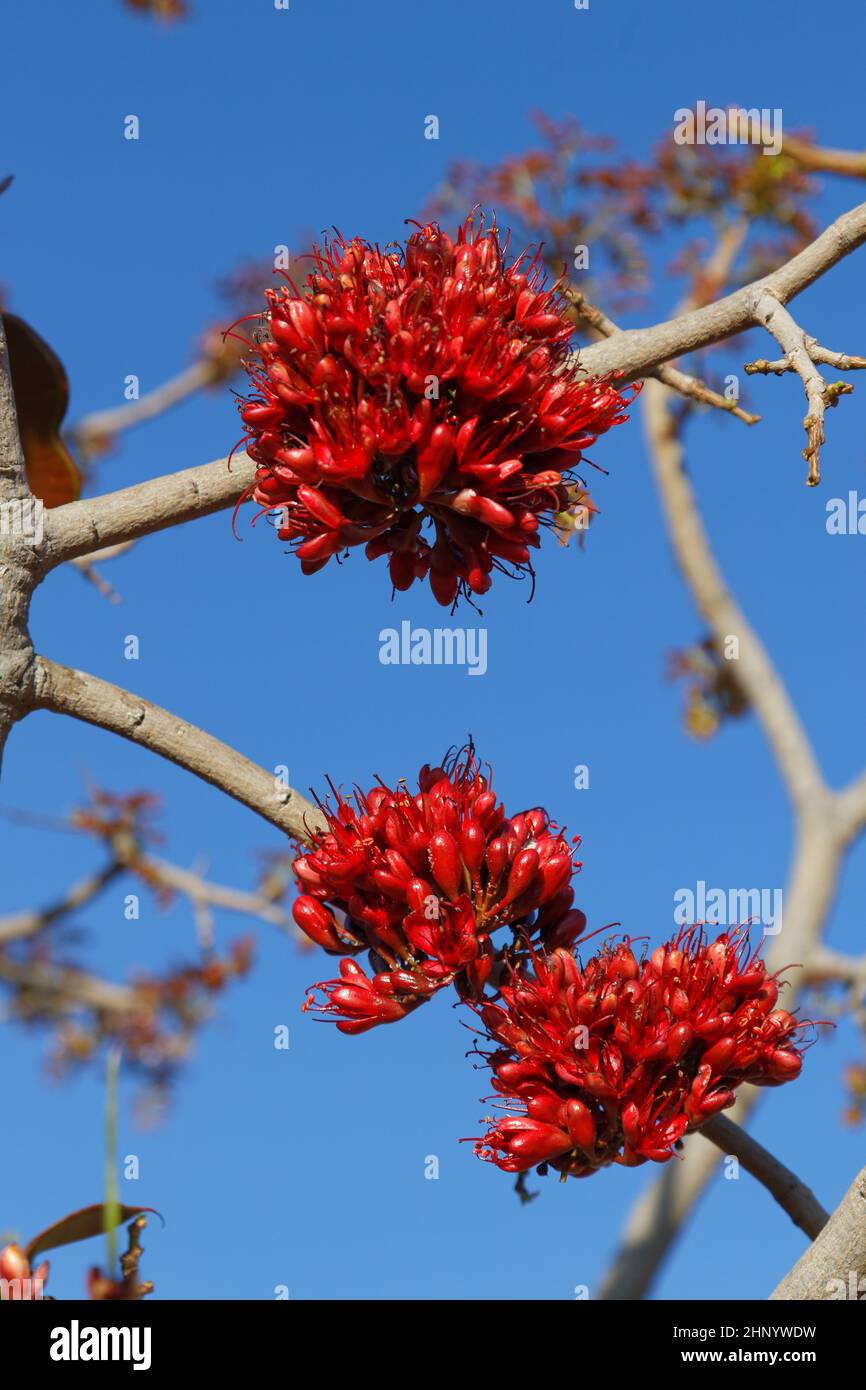 Schotia brachypetala Fotos und Bildmaterial in hoher Auflösung Alamy