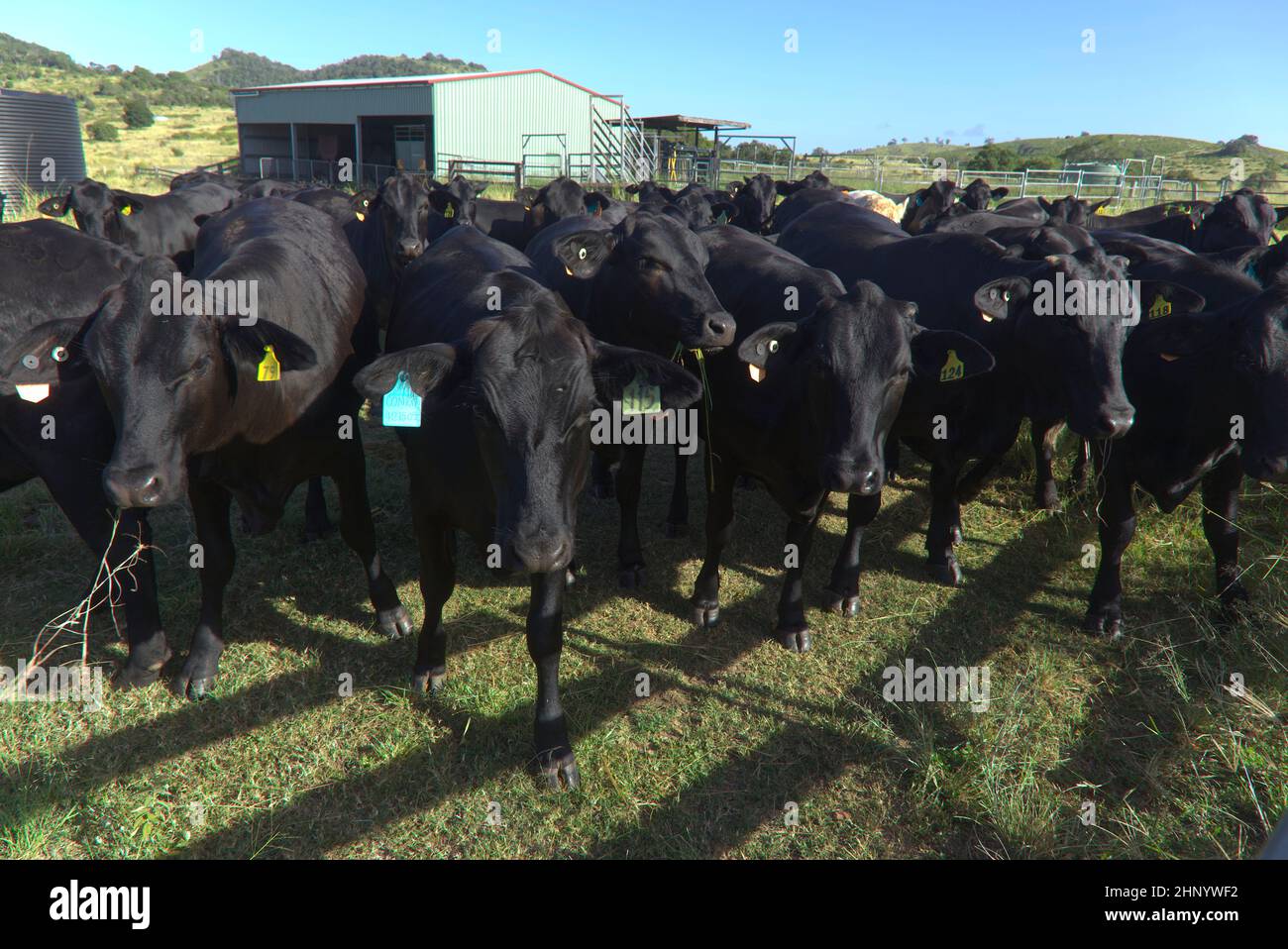 Schwarze Angus-Rinder auf den Höfen der Coalstoun Lakes Queensland Australia Stockfoto
