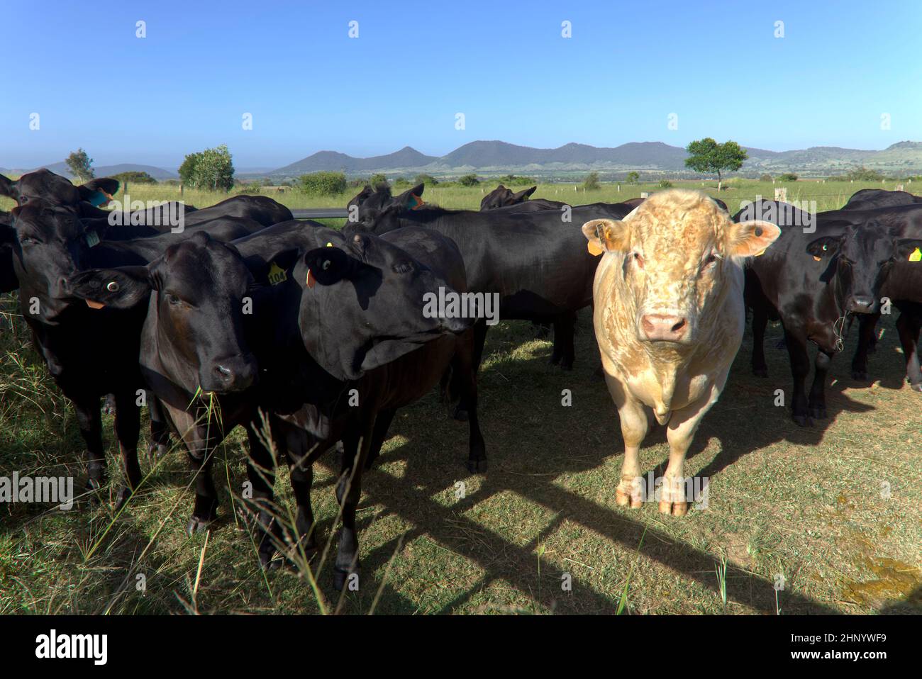 Charolais-Bulle mit Black Angus-Rindern auf den Höfen von Coalstoun Lakes Queensland Australia Stockfoto