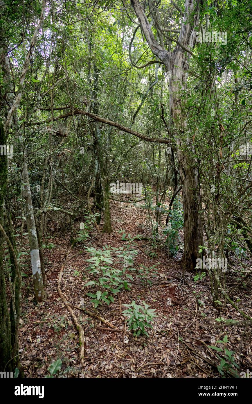 Der Jack Smith Conservation Park zeigt, wie die ursprüngliche Landschaft war, bevor landwirtschaftliche Praktiken das Land Murgon Queensland Australia räumten Stockfoto