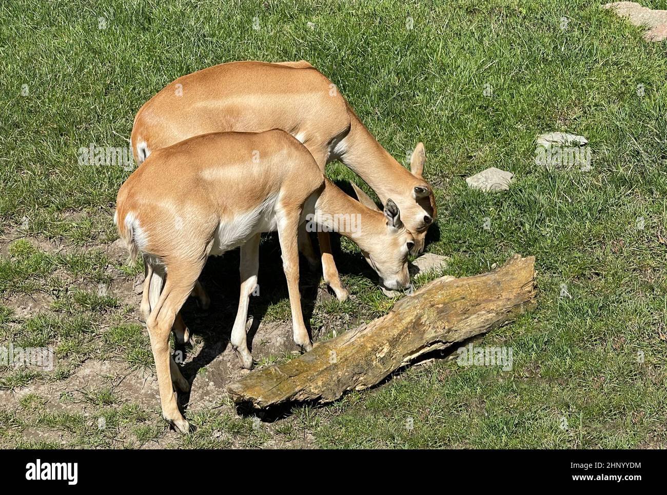 Die Hirschziegenantilope Mammalia reuminantia ist eine Antilopenart, die in Asien gefunden wird. Stockfoto