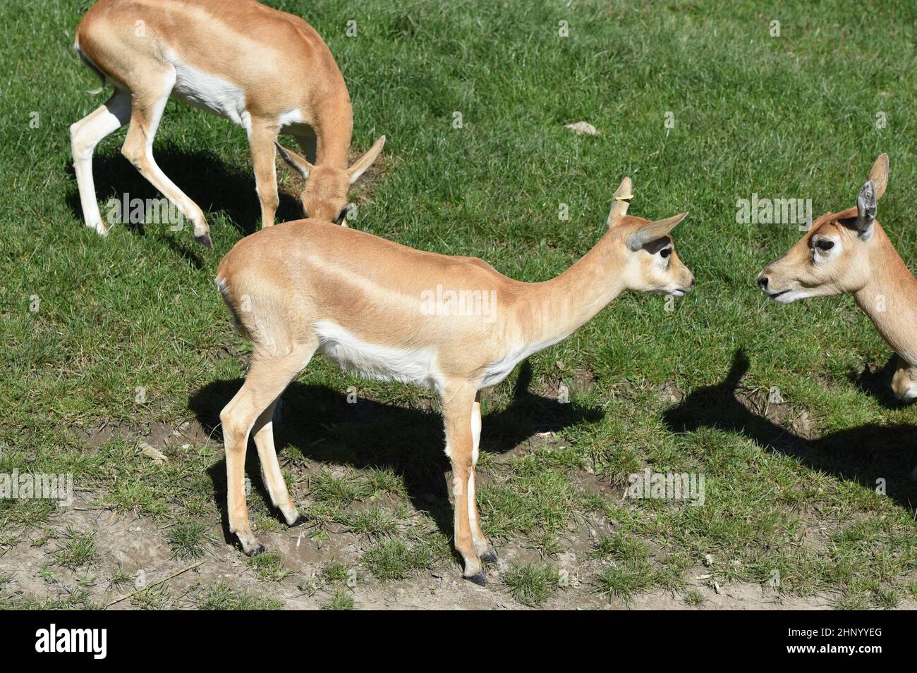 Die Hirschziegenantilope Mammalia reuminantia ist eine Antilopenart, die in Asien gefunden wird. Stockfoto