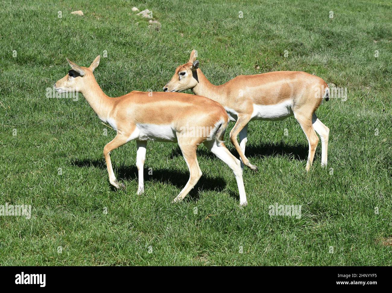 Die Hirschziegenantilope Mammalia reuminantia ist eine Antilopenart, die in Asien gefunden wird. Stockfoto