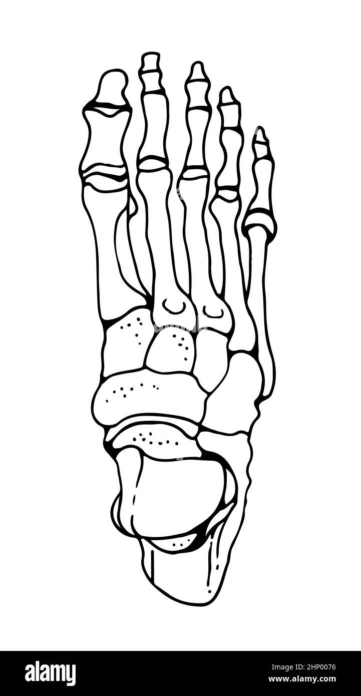 Knochen des menschlichen Fußes, Vektor-handgezeichnete Illustration isoliert auf weißem Hintergrund, orthopädische Medizin Anatomie Skizze Stock Vektor