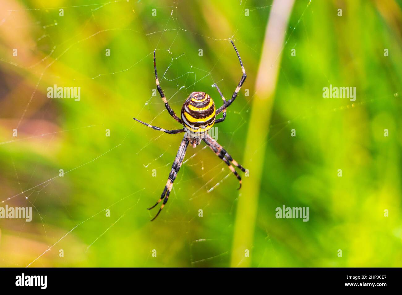 Wespenspinne Argiope bruennichi Orb-Web-Spinne schwarz und gelb im Netz im Wald mit grünem Naturhintergrund in Can Picafort Mallorca Spanien. Stockfoto