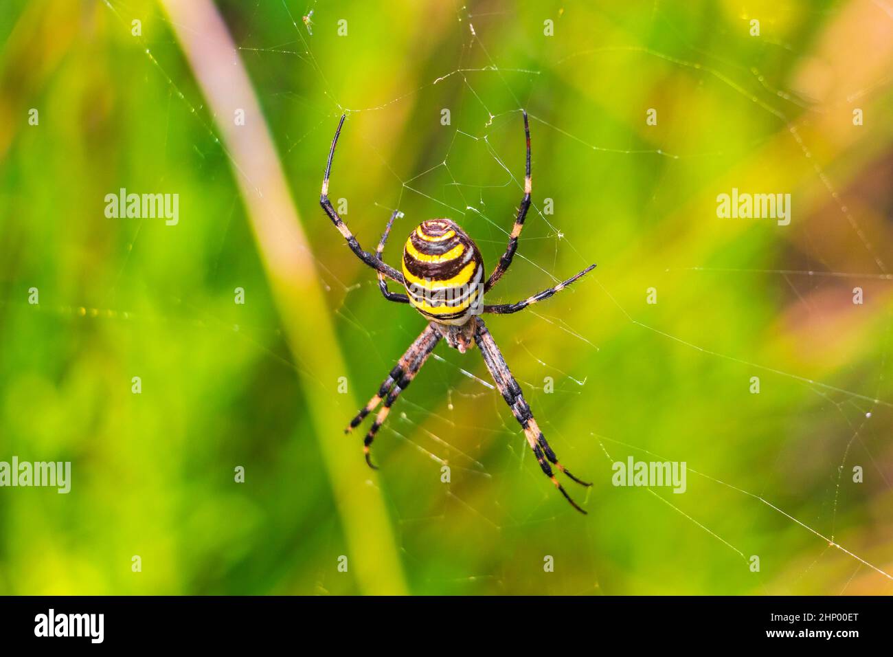 Wespenspinne Argiope bruennichi Orb-Web-Spinne schwarz und gelb im Netz im Wald mit grünem Naturhintergrund in Can Picafort Mallorca Spanien. Stockfoto